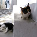 Mykonos Katzen (162)